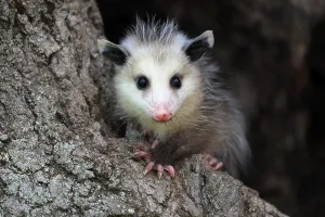 Virginia Opossum (Didelphis virginiana)