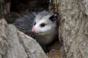 Virginia opossum (Didelphis virginiana)