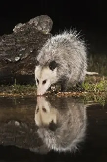 Virginia Opossum (Didelphis virginiana)