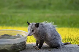 The Virginia opossum (Didelphis virginiana)