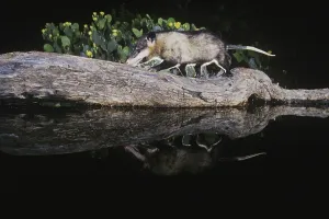 Virginia Opossum (Didelphis virginiana)