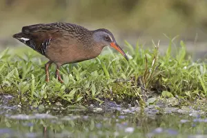 Virginia Rail (Rallus limicola)