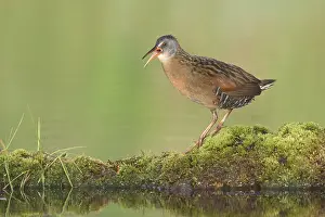 Virginia Rail (Rallus limicola) calling