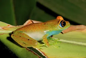 Viridian Treefrog (Boophis viridis) adult