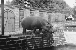 Visit to Zoo, Hippopotamus, 1958