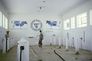 Visitor in the milking parlour of the Fazenda Sant Anna farm, Campinas, Brazil, South America 1962, South America