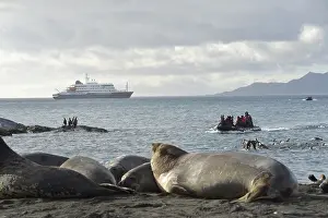 Visitors in Gold Harbour, South Georgia