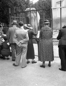 Visitors are watching an elephant