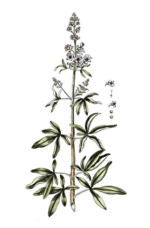 Vitex agnus castus, monk's pepper