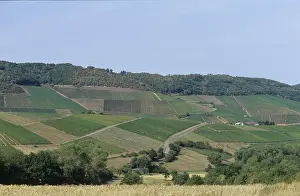 Viticulture (Vitis vinifera)