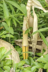 Vivax flat bamboo (Phyllostachys vivax Aureocaulis')