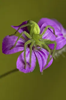 A vivid close-up of a green Micrommata virescens spider poised gracefully on a vibrant purple flower