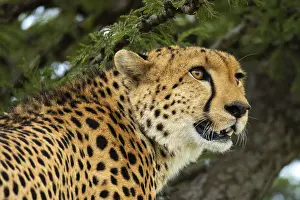A vivid close-up shot of a cheetah in the wild