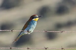 A vivid European bee-eater perches gracefully on rusty barbed wire