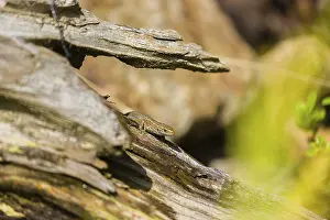 One viviparous lizard, or common lizard