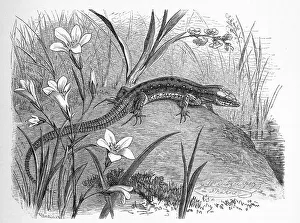 Viviparous lizard (Lacerta vivipara) Syn