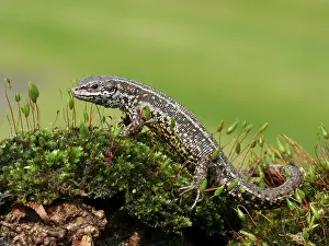 Viviparous lizard (Zootoca vivipara)