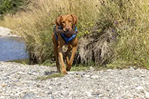 Framed Print : Vizsla male, brings Apport from the water Framed Print : Vizsla male, brings Apport from the water