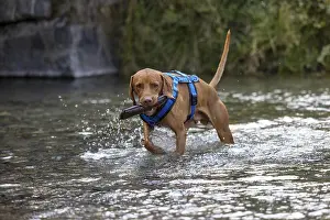 Framed Print : Vizsla male, brings Apport from the water Framed Print : Vizsla male, brings Apport from the water