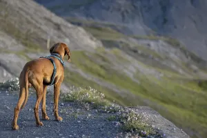 Vizsla male dog in the mountains