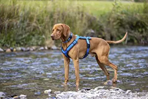 Vizsla male, playing in water, Brenno del Lucomagno
