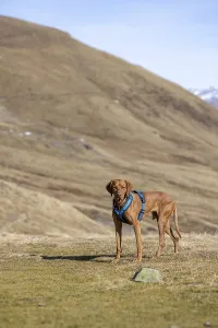 Vizsla, Rude, 4 years old