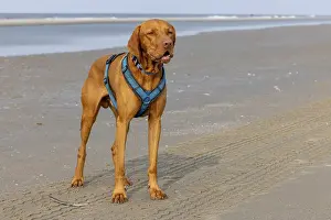Framed Print : Vizslar male dog, Magyar Vizsla Framed Print : Vizslar male dog, Magyar Vizsla