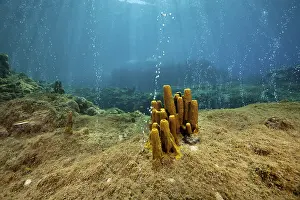 Volcanic gas bubbles at the Champagne dive site