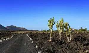 Volcano Colorado with cactus family (Cactaceae)