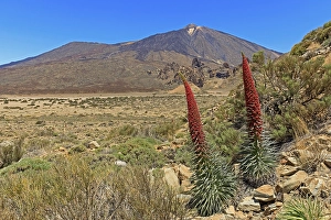 Volcano Pico del Teide, blooming Echium wildpretii (Echium wildpretii)