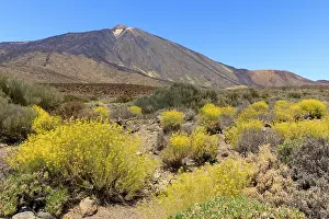 Volcano Pico del Teide, flixweed (Descurainia bourgaeana) in bloom