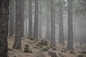 Volcano route, fog, forest, tree