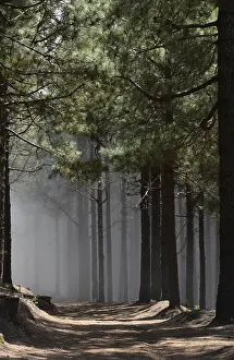 Volcano route, fog, forest, tree