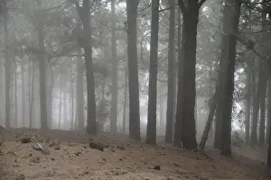 Volcano route, fog, forest, tree