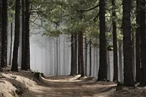 Volcano route, fog, forest, tree