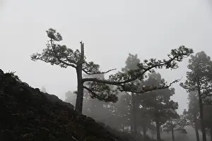 Volcano route, fog, forest, trees