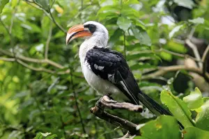 Von der Decken-Hornbill (Tockus deckeni)