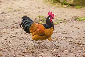 A Vorwerk rooster, Gallus gallus domesticus