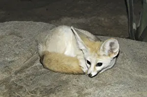 (Vulpes zerda)