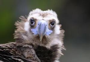 Vulture, Aegypius monachus