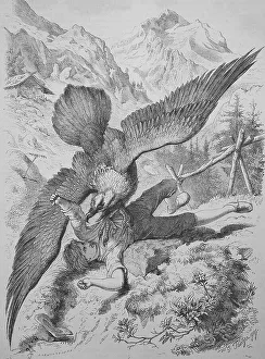 A vulture attacks a boy, historical illustration of animal life in the alpine world
