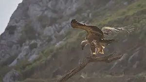 A vulture perches on a branch with its wings outstretched in a mountainous setting