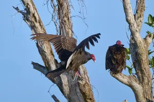 A vulture sits on a tree while another raises its wings