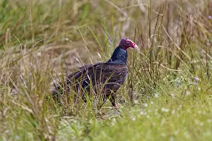 A vulture standing in the tall grass looking to the side