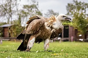 A vulture stands in a green field against a natural background with trees and aviary