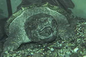 Vulture tortoise (Macrochelys temminckii)