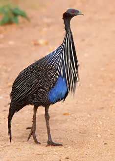Vulturine guinea fowl, vulturine guinea fowl (Acryllium vulturinum)