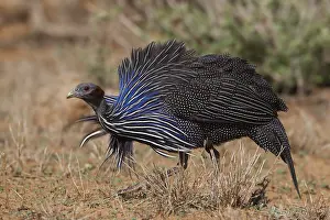 Vulturine Guineafowl (Acryllium vulturinum)
