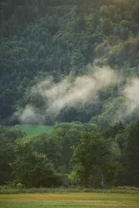 Wafts of fog above a forest at sunset