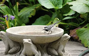 A wagtail stands in a clay jug with animal decorations